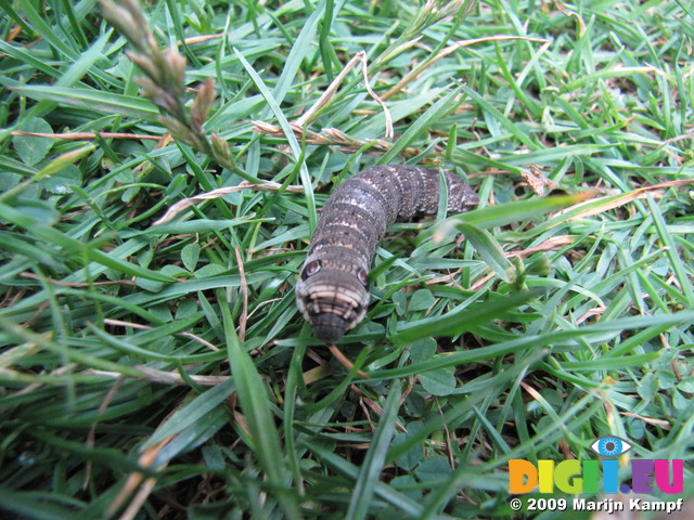 SX08092 Brown caterpillar with distinct eyes